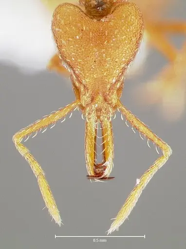 Strumigenys luca - CASENT0005583