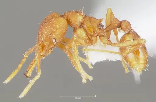 Strumigenys luca - CASENT0005583