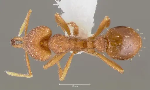 Strumigenys luca - CASENT0005584