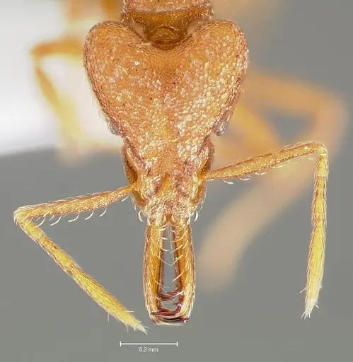 Strumigenys luca - CASENT0005584