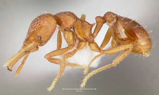 Strumigenys luca - CASENT0005584