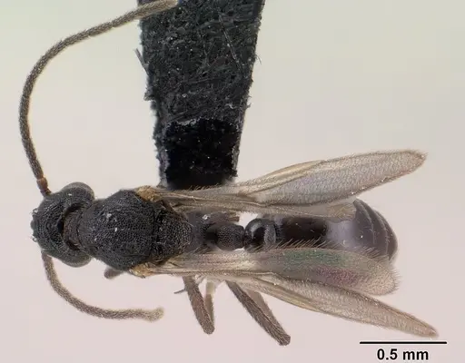 Strumigenys luca - CASENT0144936