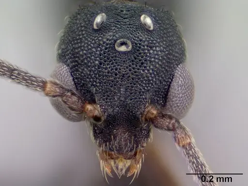 Strumigenys luca - CASENT0144936