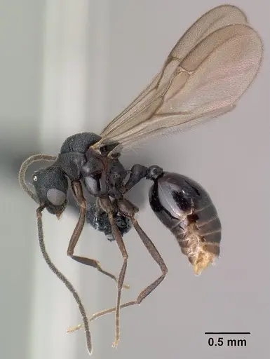 Strumigenys luca - CASENT0144936