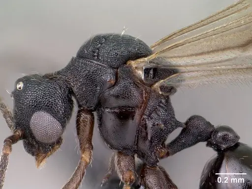 Strumigenys luca - CASENT0144936