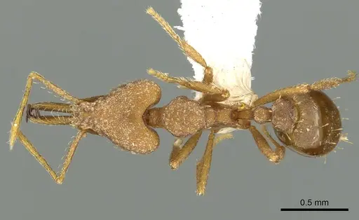 Strumigenys luca - CASENT0900707