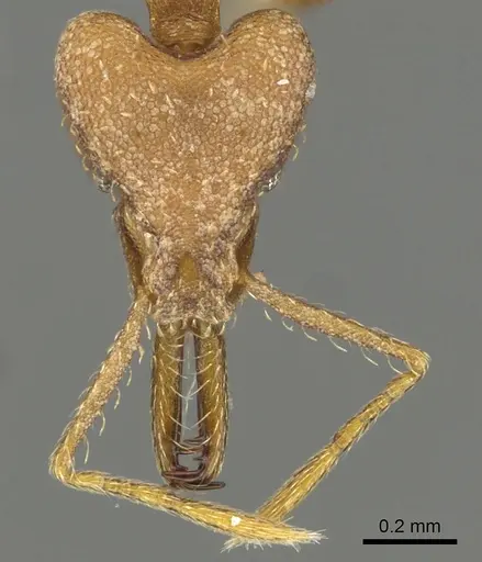 Strumigenys luca - CASENT0900707