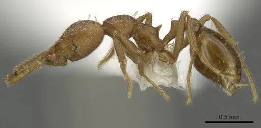 Strumigenys luca - CASENT0900707