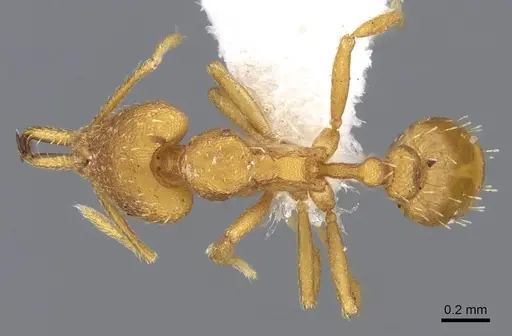 Strumigenys luca - CASENT0914768