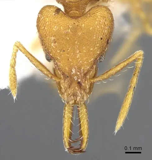 Strumigenys luca - CASENT0914768