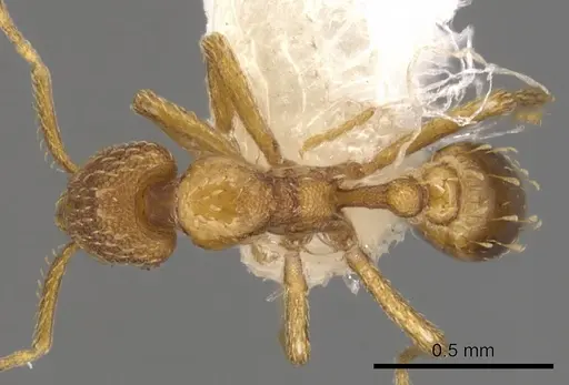 Strumigenys lucifuga specimen