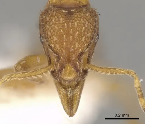 Strumigenys lucifuga specimen