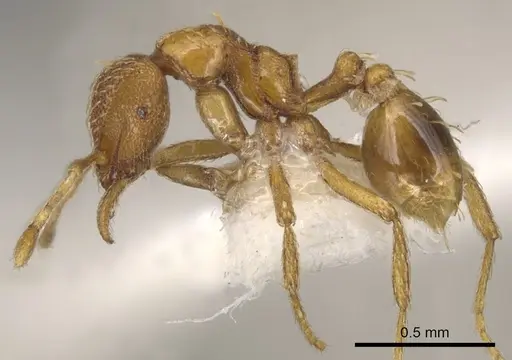Strumigenys lucifuga specimen