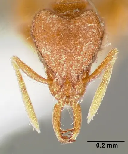 Strumigenys lucomo specimen