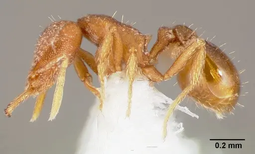 Strumigenys lucomo specimen