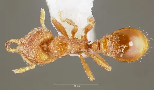 Strumigenys lucomo - CASENT0005586