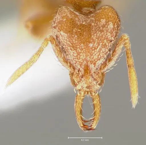 Strumigenys lucomo - CASENT0005586