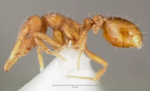 Strumigenys lucomo - CASENT0005586