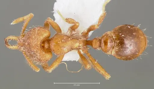 Strumigenys lucomo - CASENT0005587