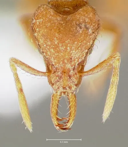 Strumigenys lucomo - CASENT0005587