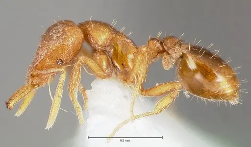 Strumigenys lucomo - CASENT0005587