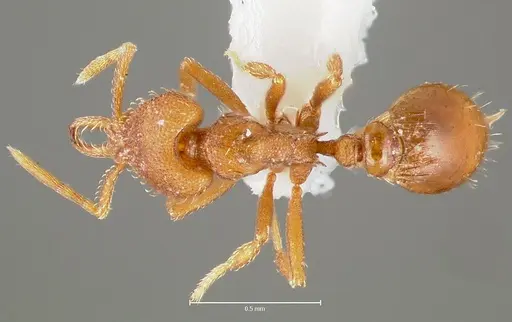 Strumigenys lucomo - CASENT0005588