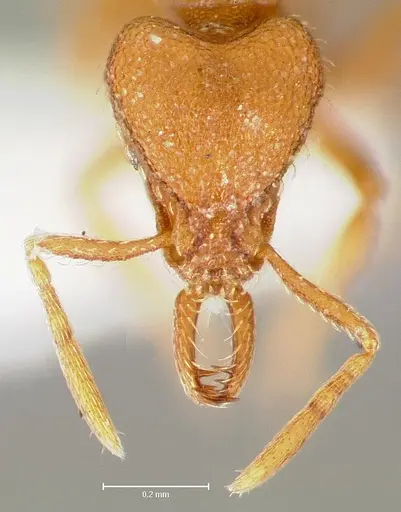 Strumigenys lucomo - CASENT0005588