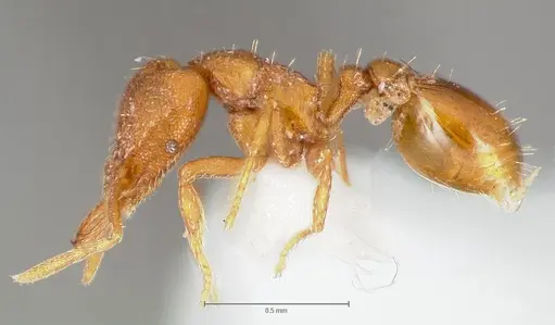 Strumigenys lucomo - CASENT0005588