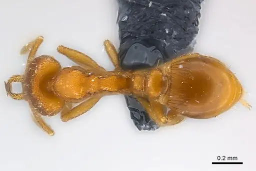 Strumigenys lucomo - CASENT0157720