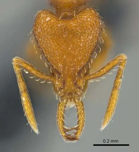 Strumigenys lucomo - CASENT0157720