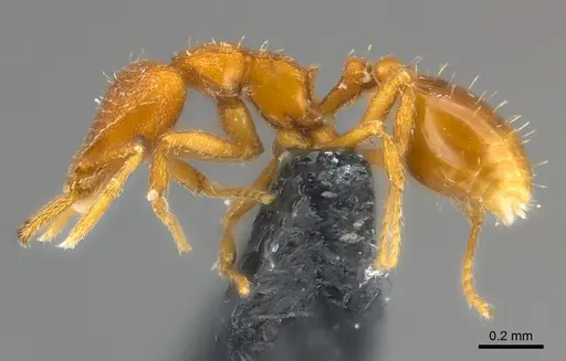 Strumigenys lucomo - CASENT0157720