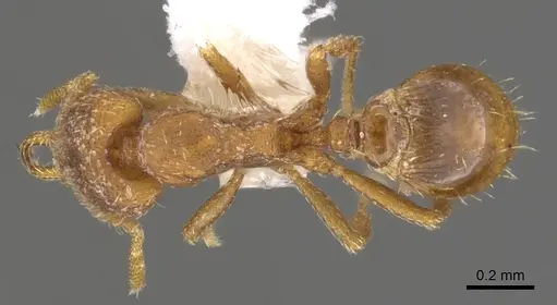 Strumigenys lucomo - CASENT0900733