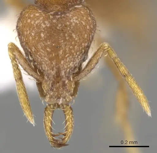 Strumigenys lucomo - CASENT0900733