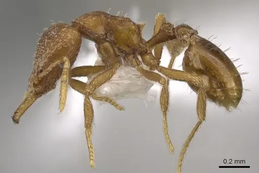 Strumigenys lucomo - CASENT0900733