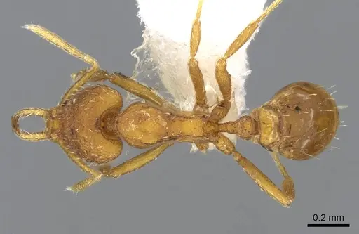 Strumigenys lucomo - CASENT0914769