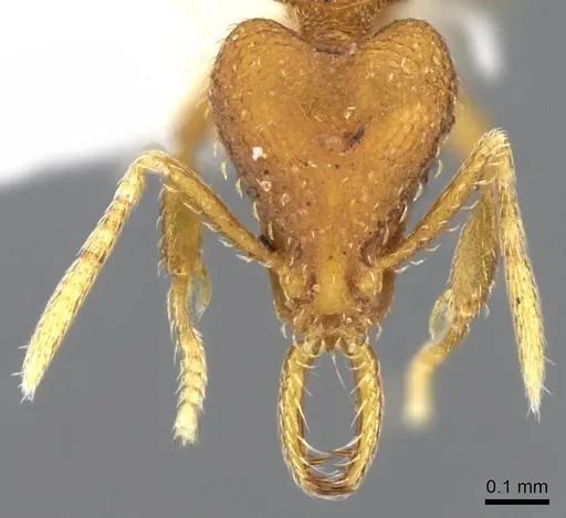 Strumigenys lucomo - CASENT0914769