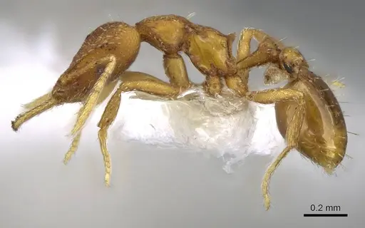 Strumigenys lucomo - CASENT0914769