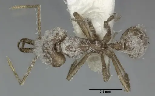 Strumigenys ludia specimen