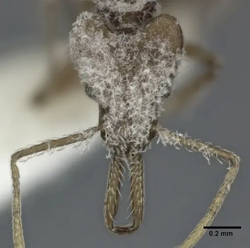 Strumigenys ludia specimen