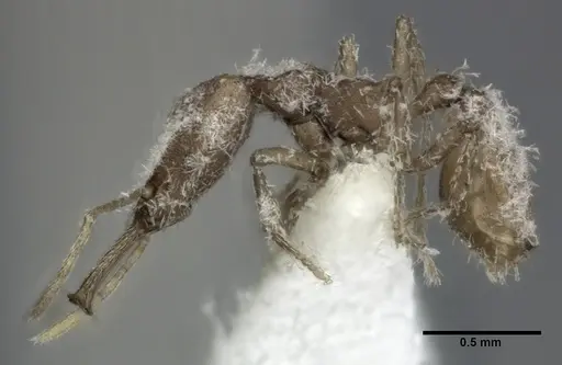 Strumigenys ludia specimen