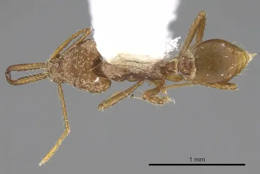 Strumigenys ludia - CASENT0914506