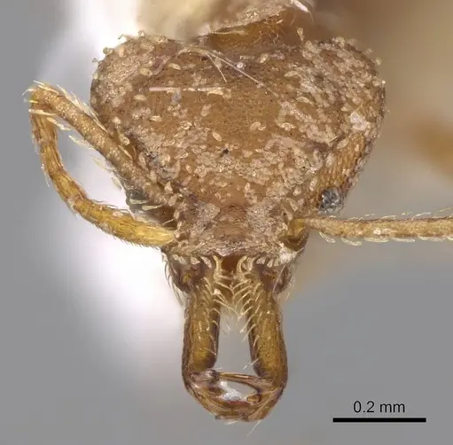 Strumigenys ludia - CASENT0914506