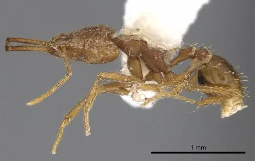 Strumigenys ludia - CASENT0914506