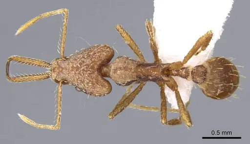 Strumigenys ludia - CASENT0914743