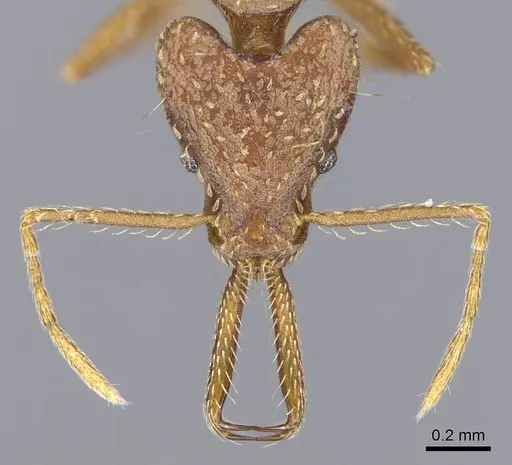 Strumigenys ludia - CASENT0914743