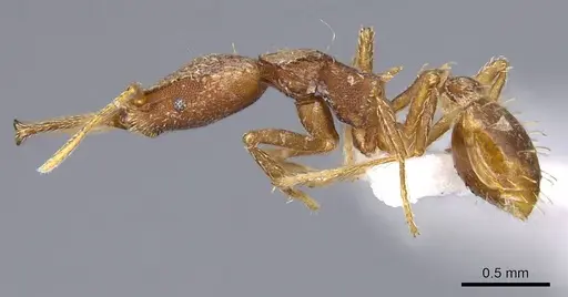 Strumigenys ludia - CASENT0914743