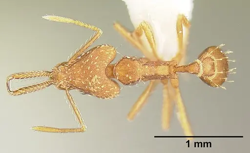 Strumigenys ludia - INBIOCRI001237630