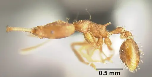 Strumigenys ludia - INBIOCRI001237630