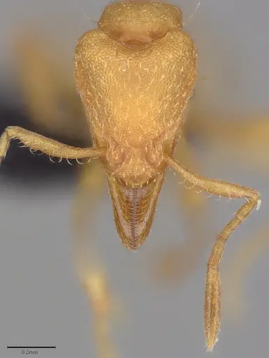 Strumigenys lujae specimen