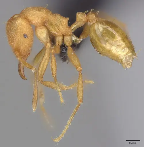 Strumigenys lujae specimen